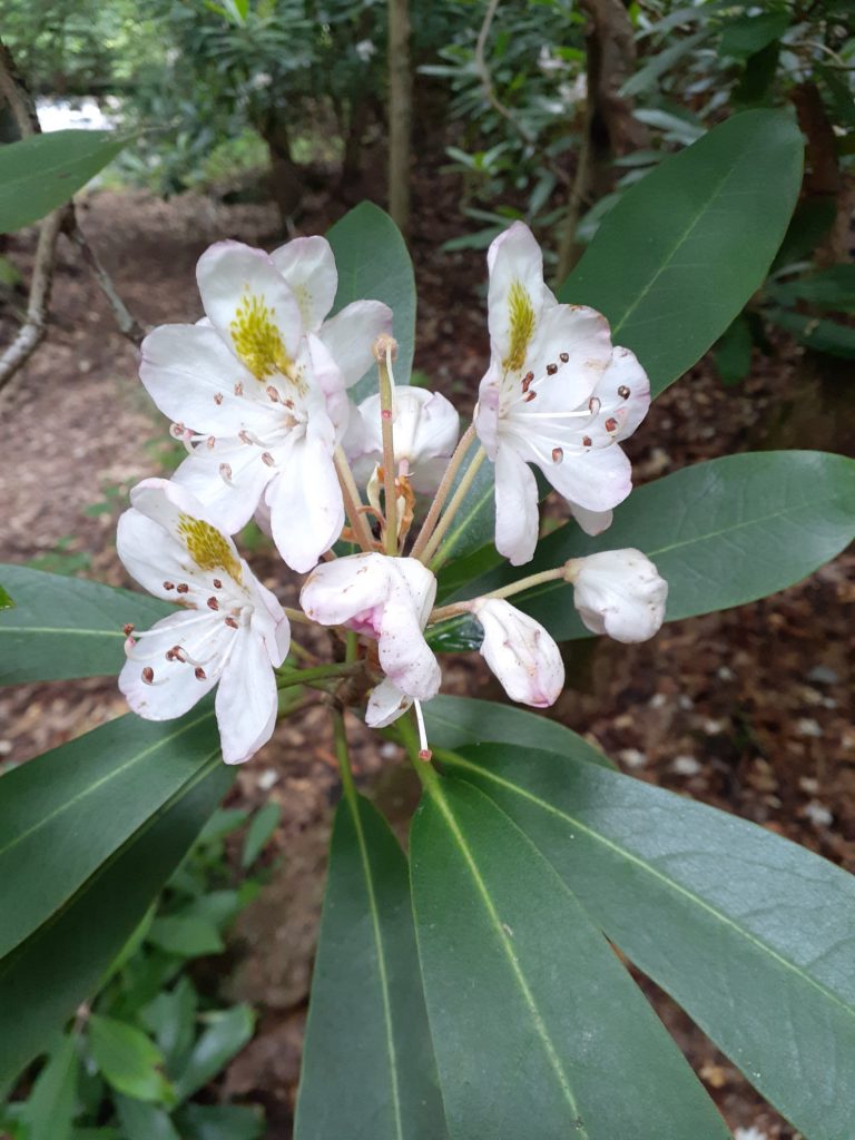 Rhododendron