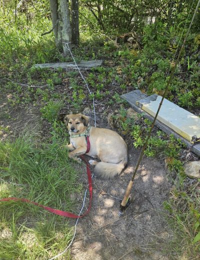 Fishing Companion