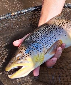 Brown Trout